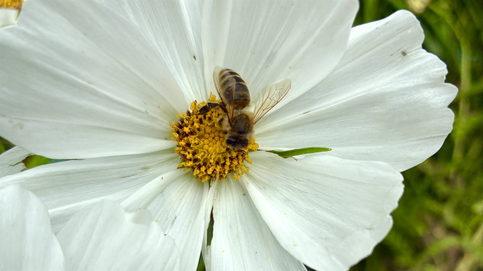 Biene auf einer Blüte