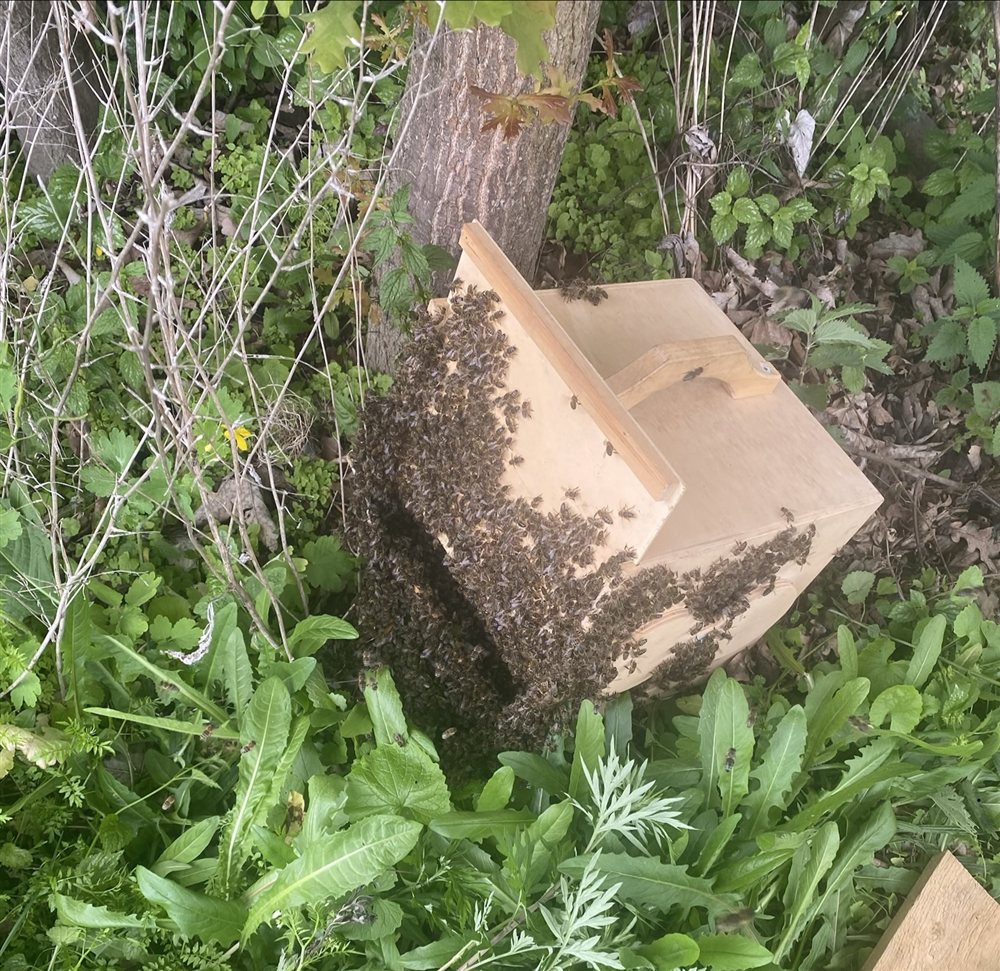 Ein von uns eingefangener Bienenschwarm in der Schwarmkiste