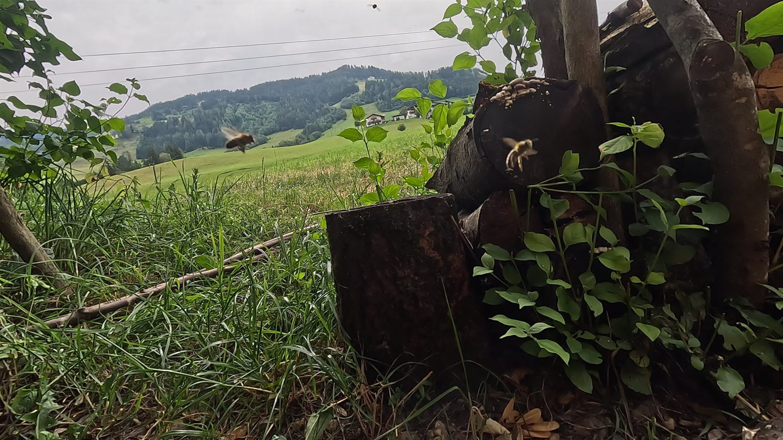 Blick von unserem Bienenstand über das Tal auf die Berge rund um St. Johann im Pongau